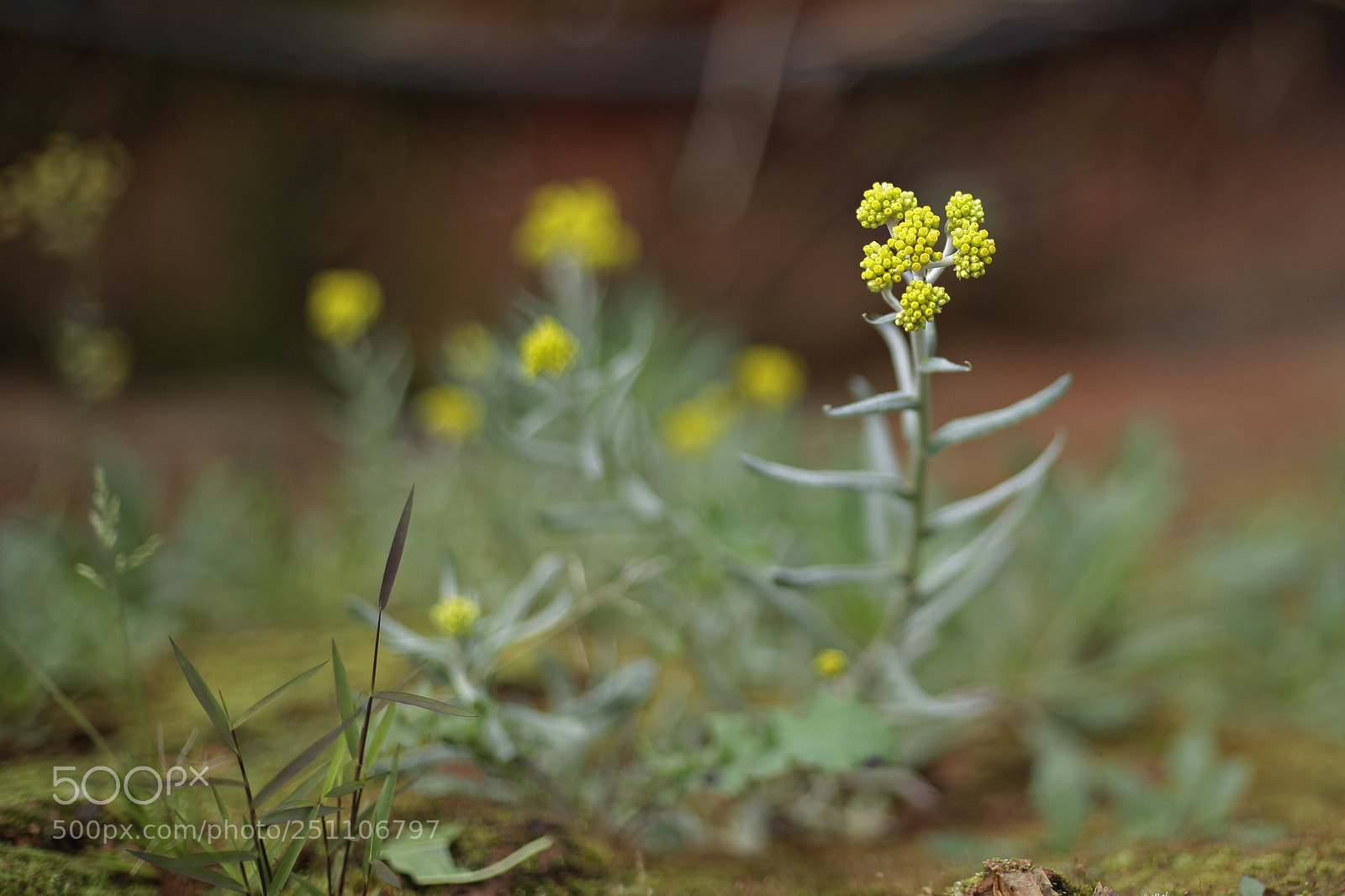 Canon EOS 5D Mark II sample photo. Flowers photography