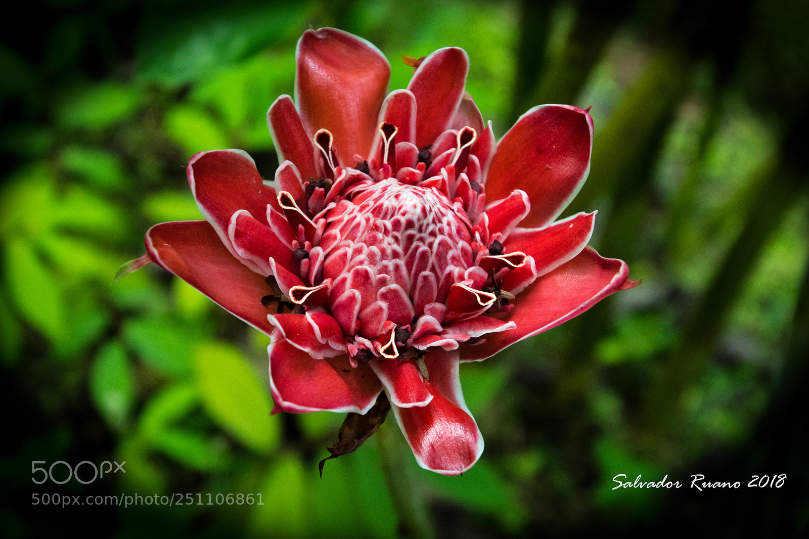 Nikon D7500 sample photo. Flor roja  torch ginger photography