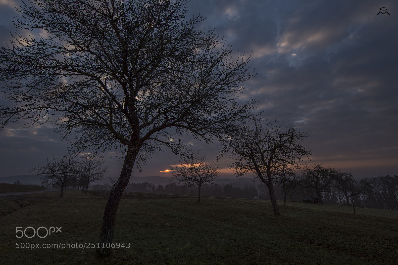 Nikon D4 sample photo. Early morning trees photography