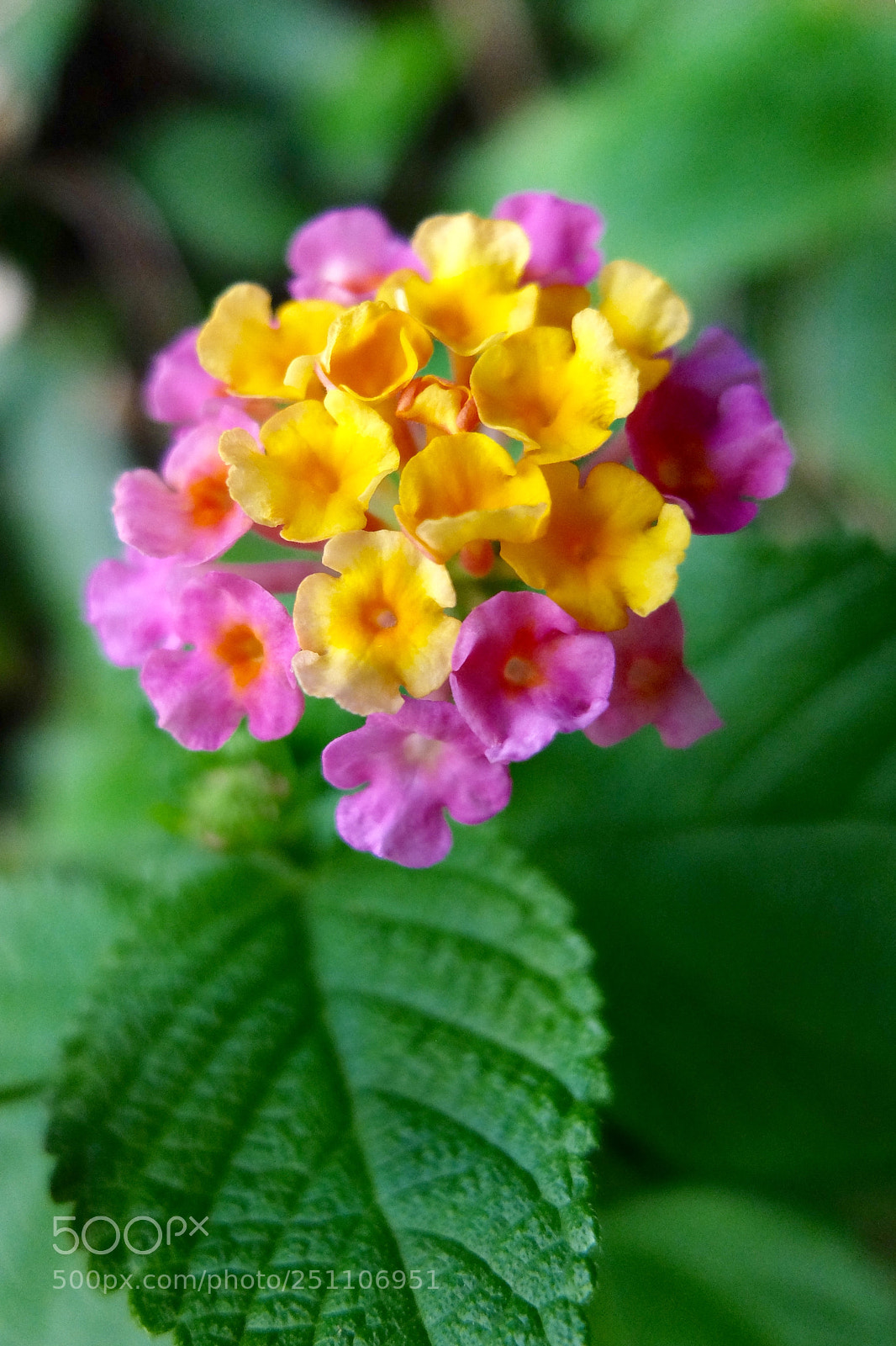 Fujifilm X30 sample photo. 馬纓丹_lantana photography