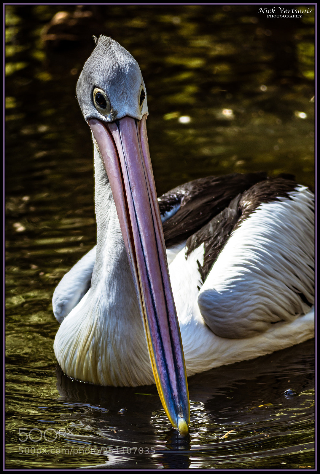 Nikon D7200 sample photo. Not shy at all... photography