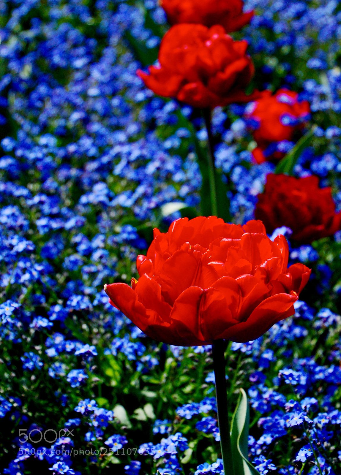 Sony SLT-A77 sample photo. Red and blue photography