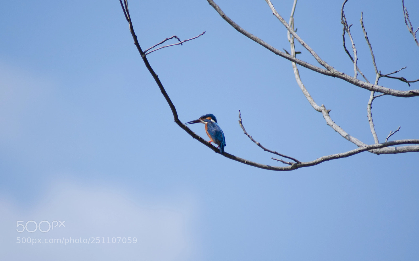 Nikon D5300 sample photo. Kingfisher photography