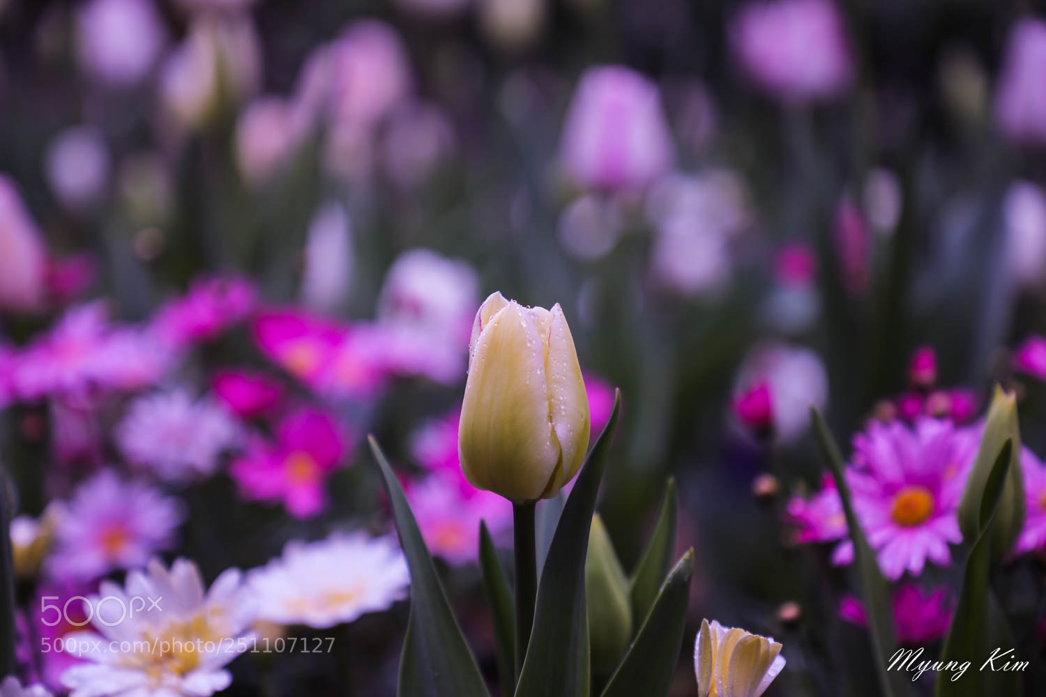 Canon EOS 5D Mark IV sample photo. Pa photography