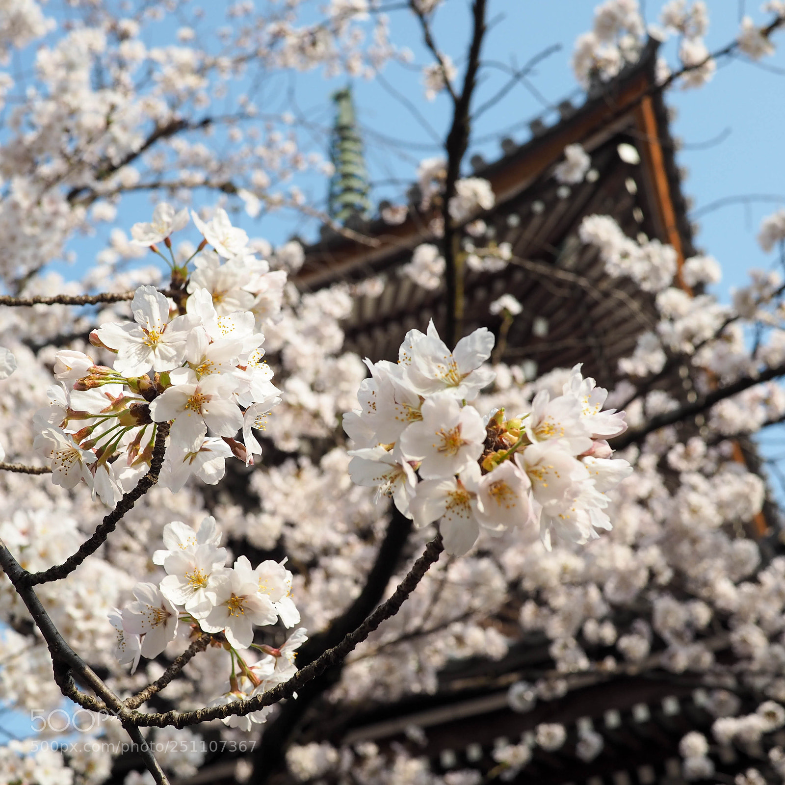 Olympus PEN E-PL7 sample photo. Honpoji temple photography