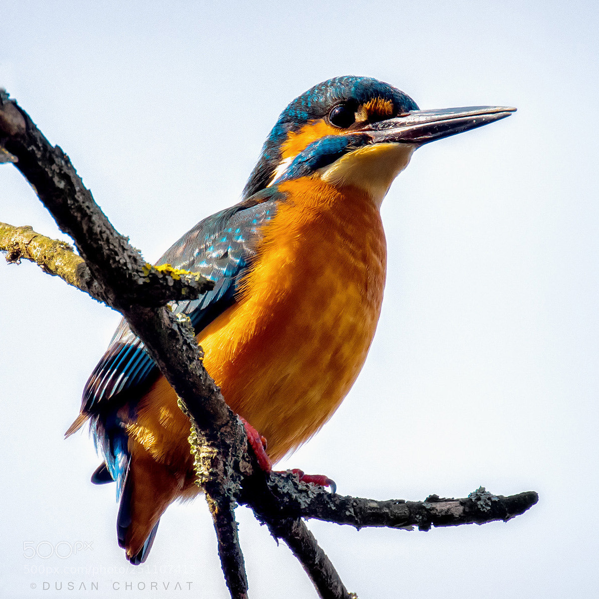 Canon EOS 7D Mark II sample photo. Kingfisher photography