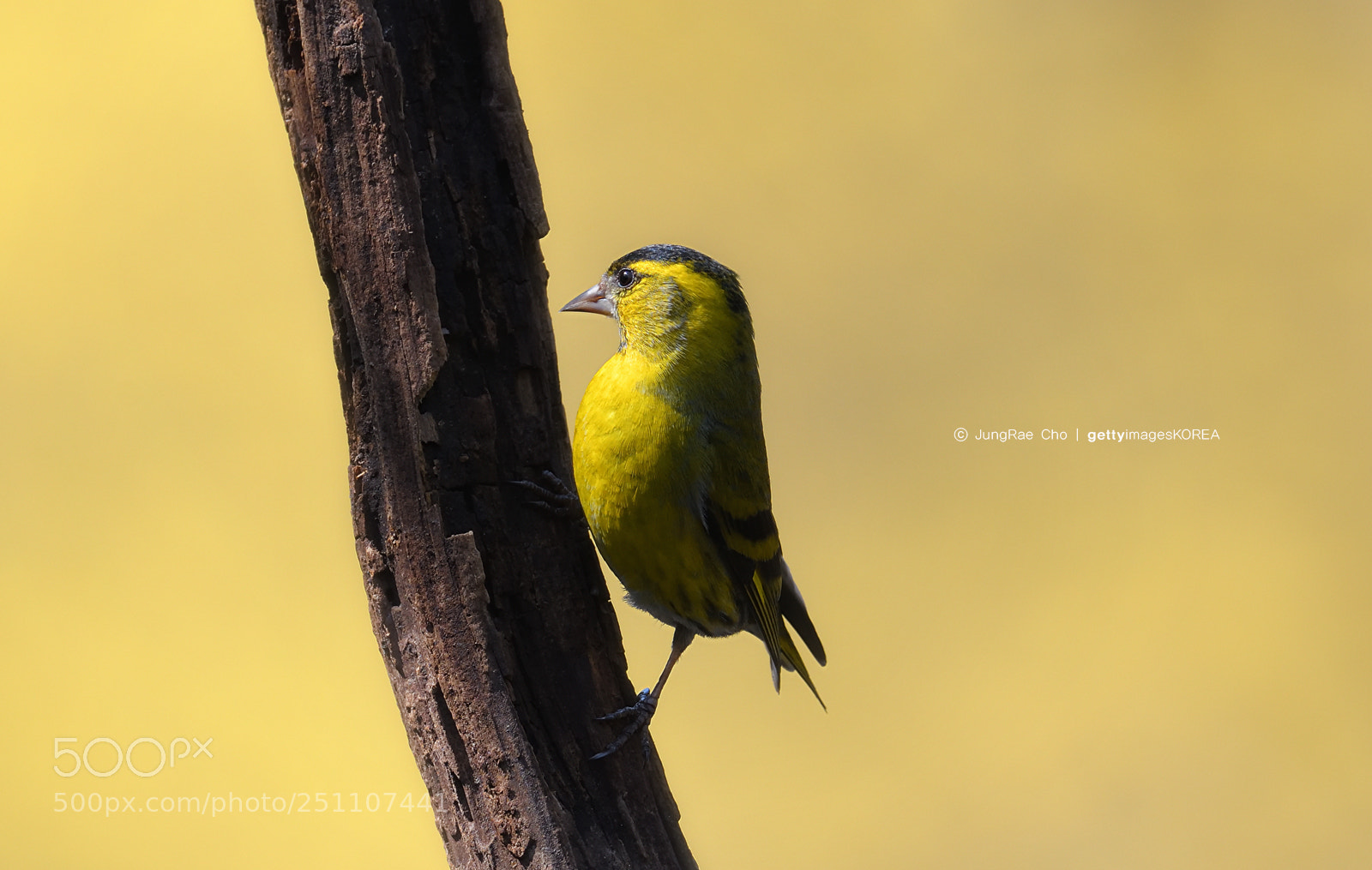 Nikon D850 sample photo. Yellow & bird photography
