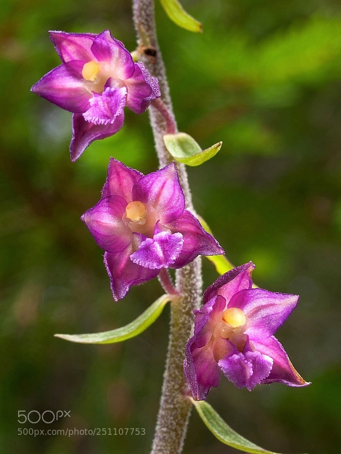 Olympus E-3 sample photo. Epipactis atrorubens (royal helleborine) photography