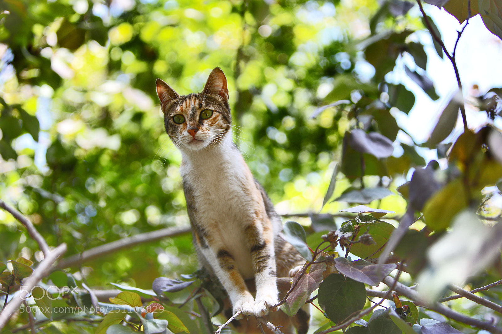 Canon EOS 5D Mark IV sample photo. Little tiger photography