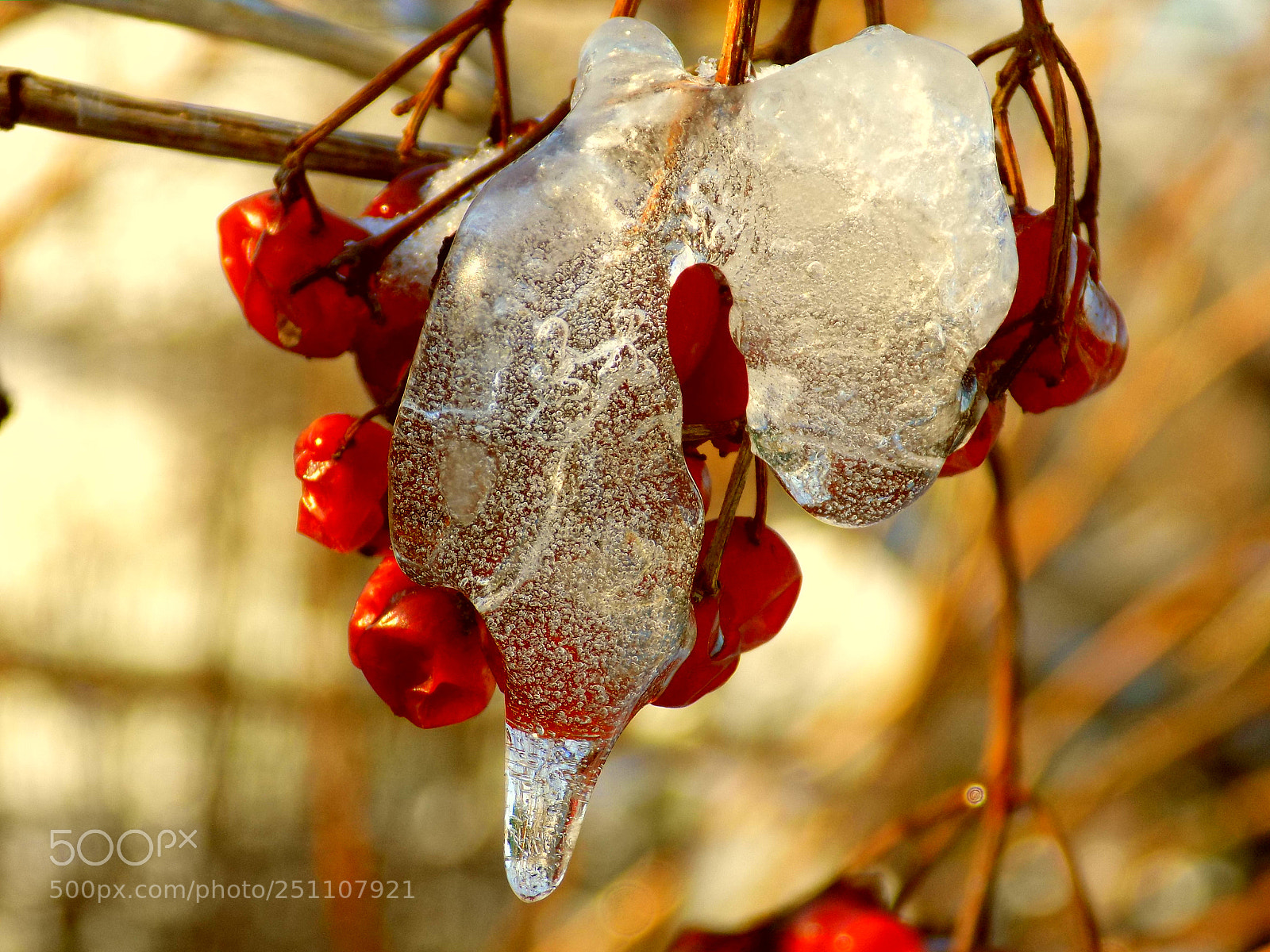 Nikon COOLPIX L340 sample photo. Viburnum ice photography