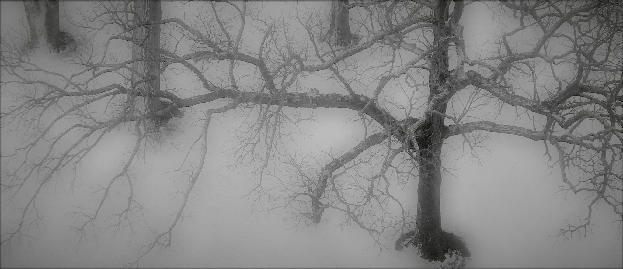 Leica C (Typ 112) sample photo. Morning fog photography