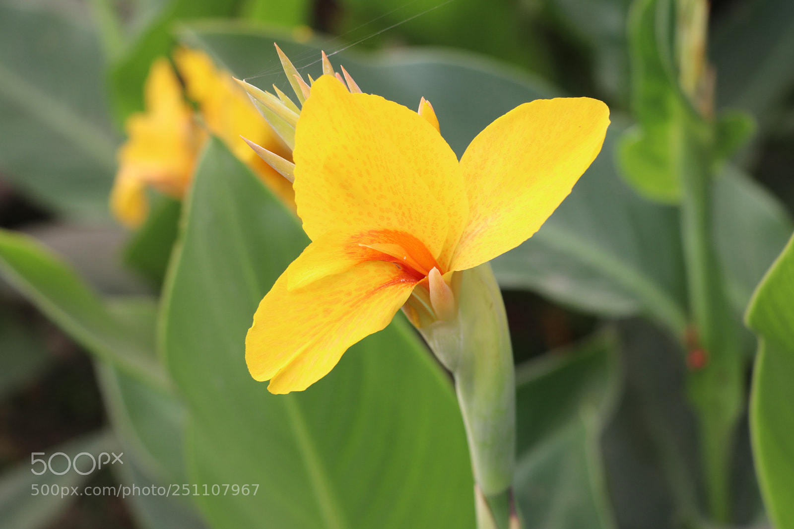 Canon EOS 80D sample photo. Flower photography photography