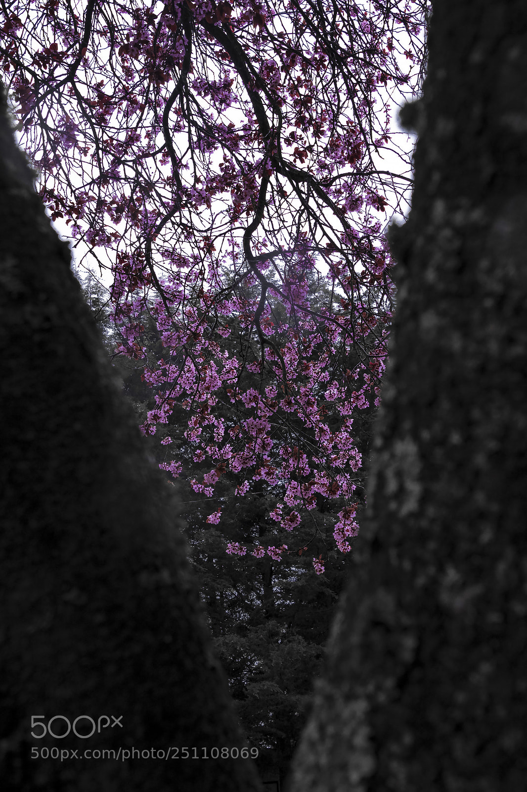 Canon EOS 750D (EOS Rebel T6i / EOS Kiss X8i) sample photo. Lonely sakura photography