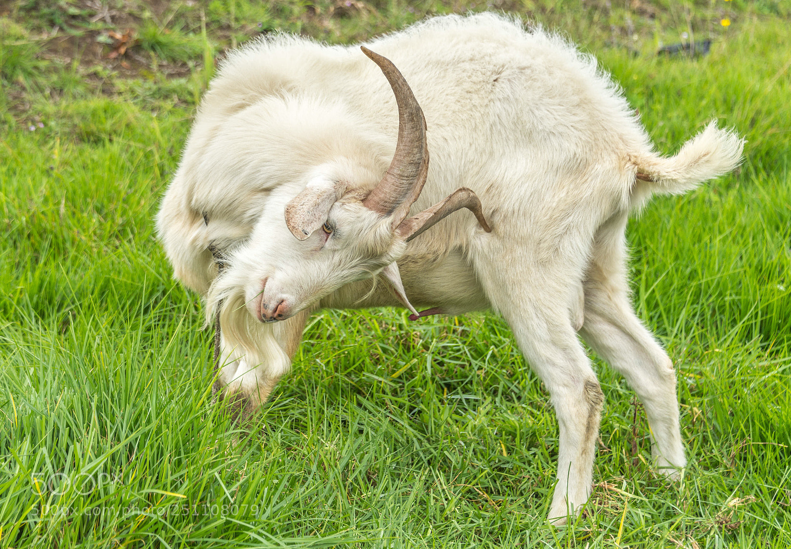 Nikon D610 sample photo. Colombian cabrito photography