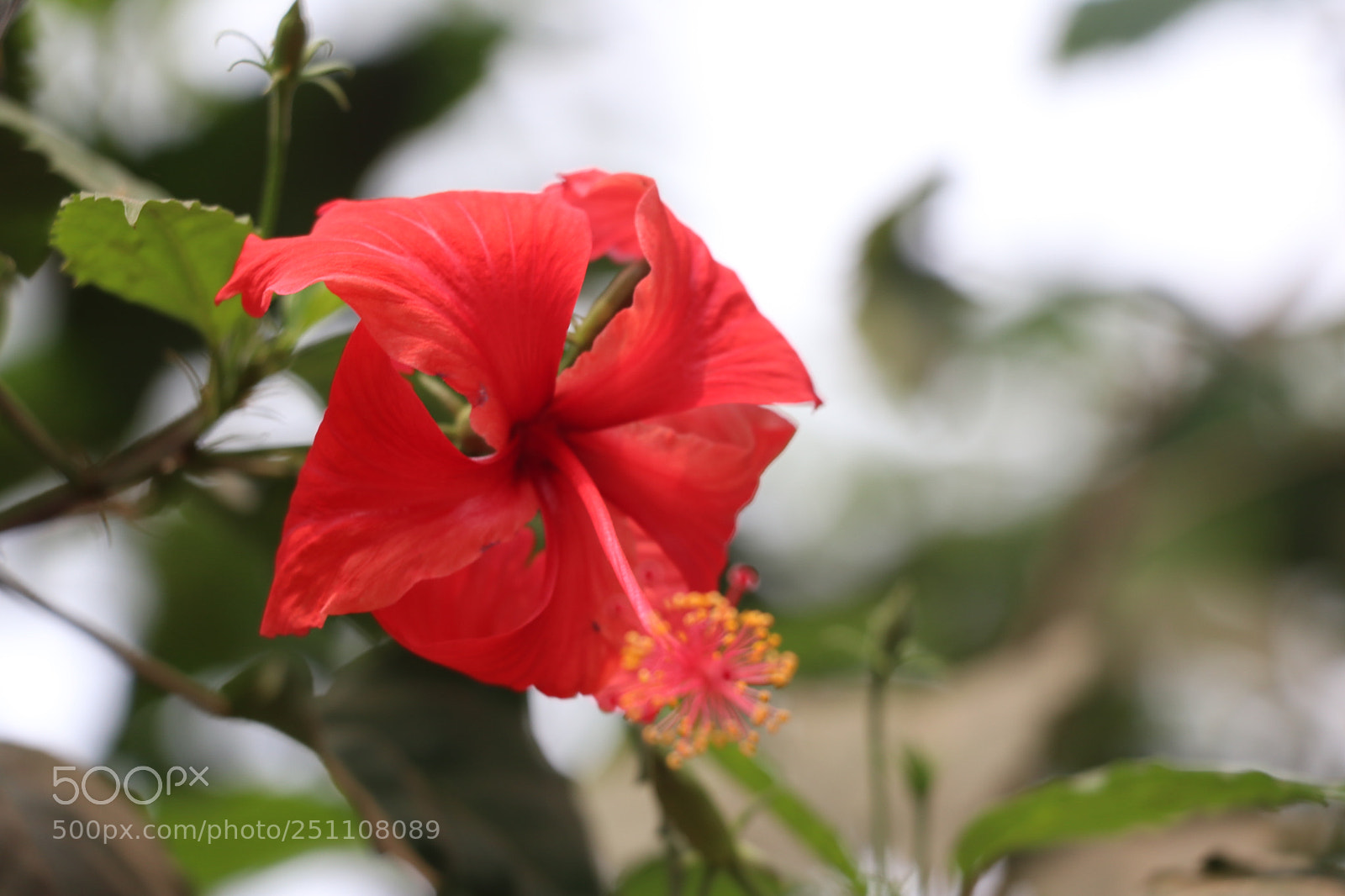 Canon EOS 80D sample photo. Flower photography photography