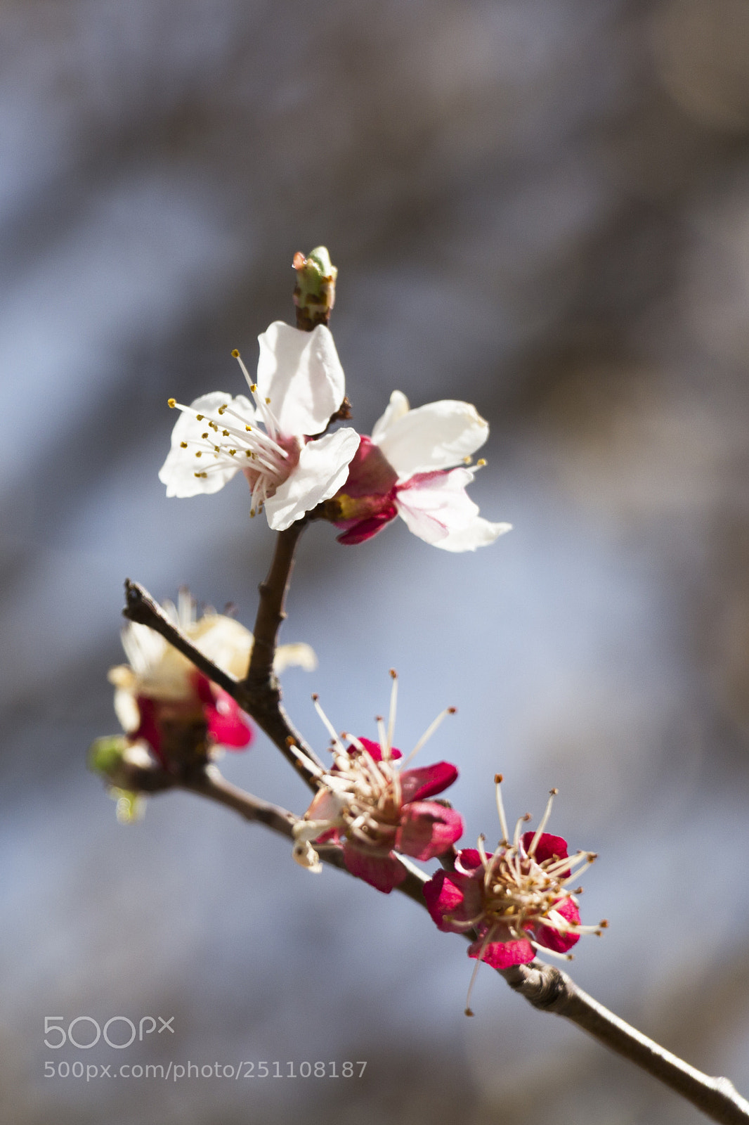 Canon EOS 700D (EOS Rebel T5i / EOS Kiss X7i) sample photo. Spring 2 photography