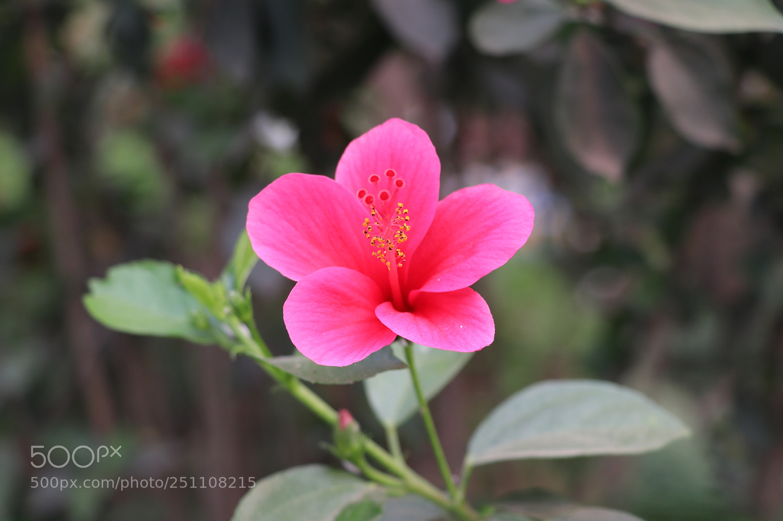 Canon EOS 80D sample photo. Flower photography photography