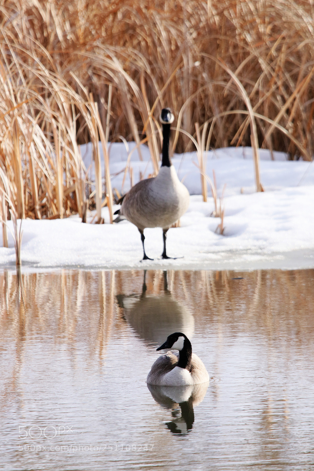 Canon EOS 80D sample photo. Guarded reflection photography