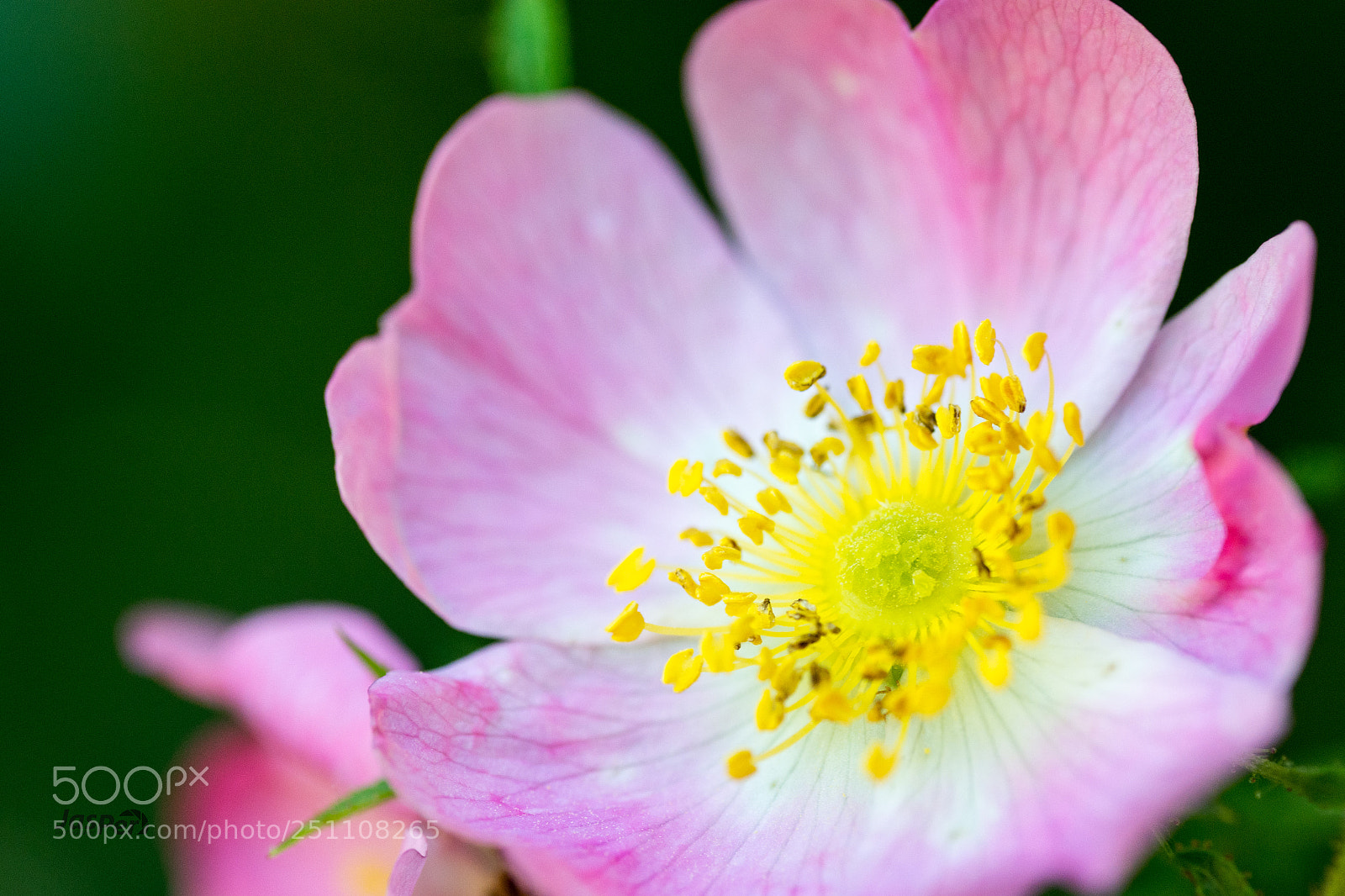 Nikon D7200 sample photo. Flower photography