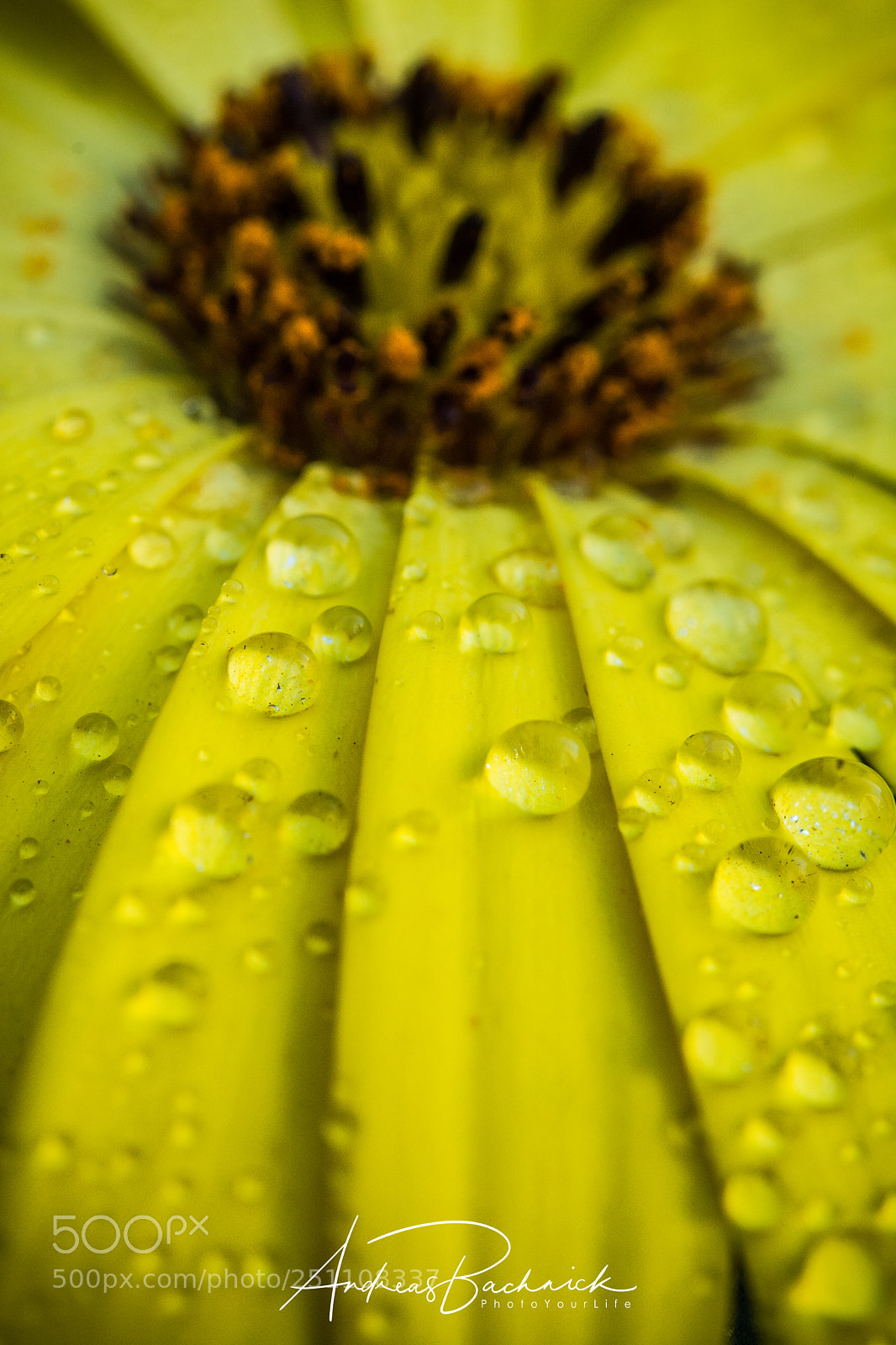 Nikon D5200 sample photo. Yellow rain photography