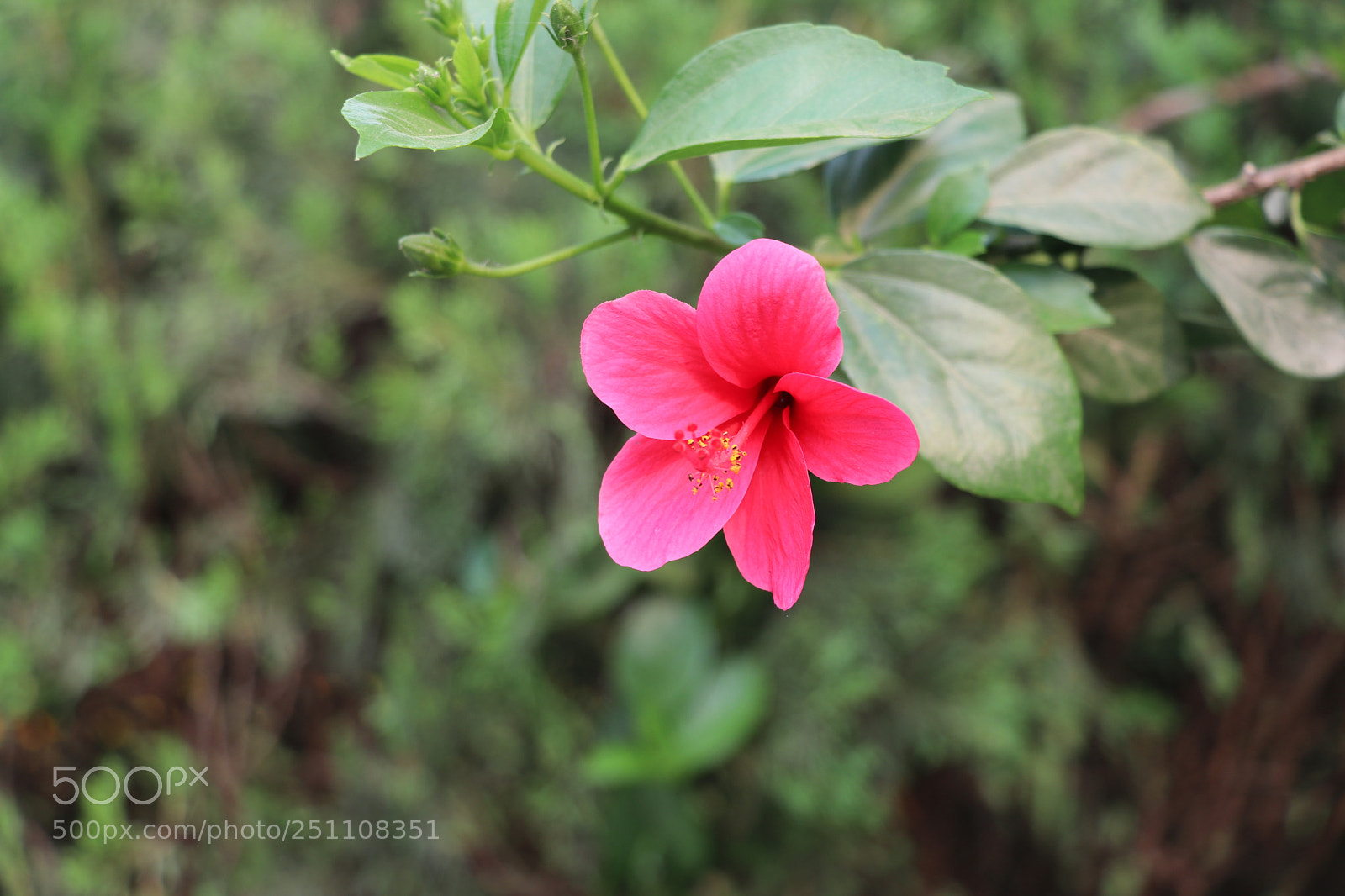 Canon EOS 80D sample photo. Flower photography photography