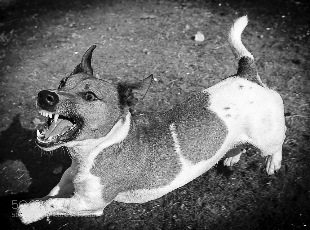 Nikon D700 sample photo. Milo photography
