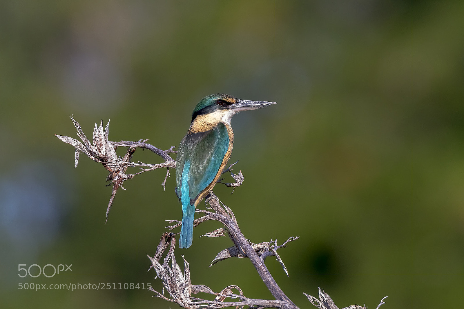 Canon EOS 7D sample photo. New zealand native kingfisher photography