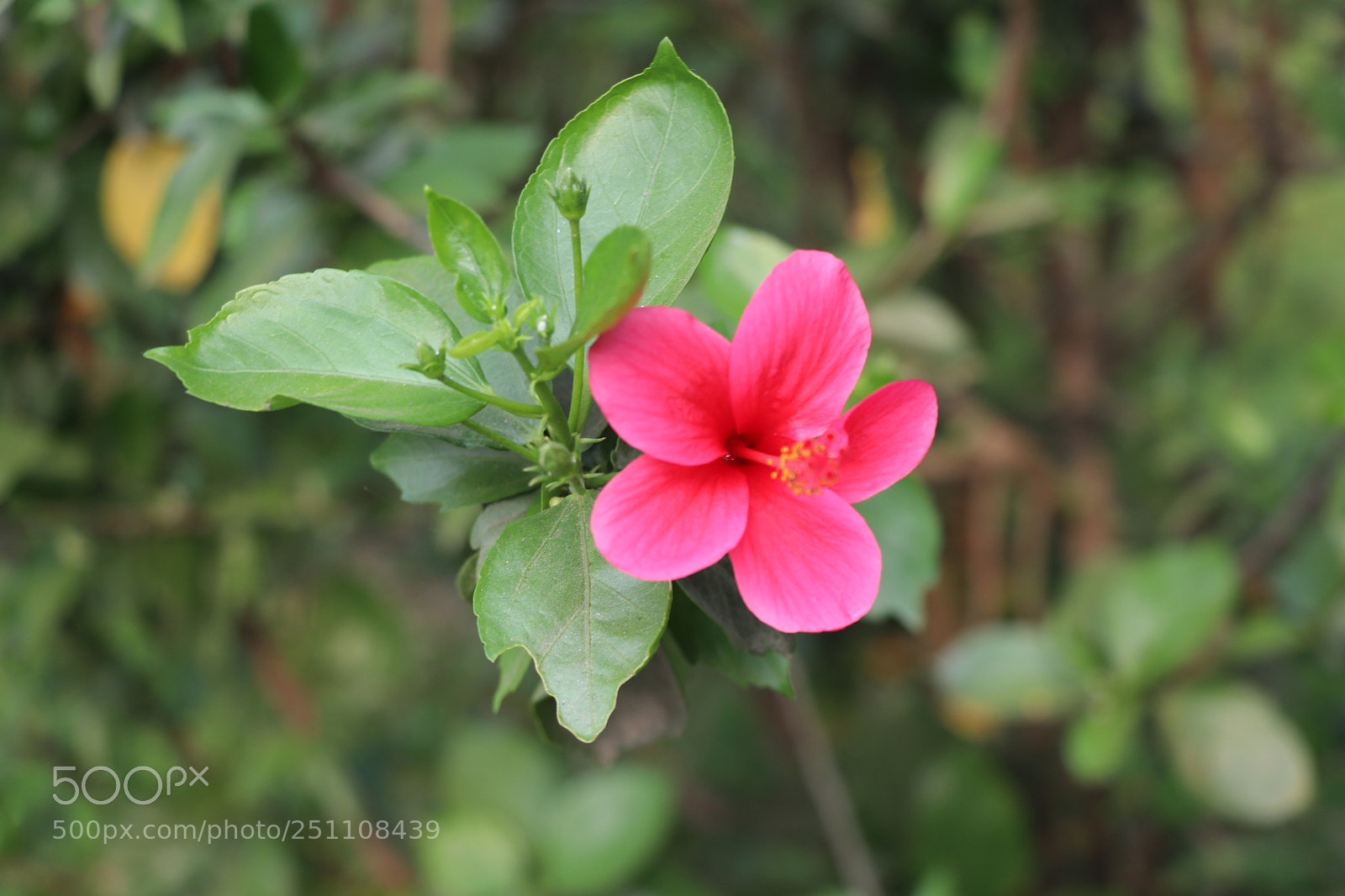 Canon EOS 80D sample photo. Flower photography photography