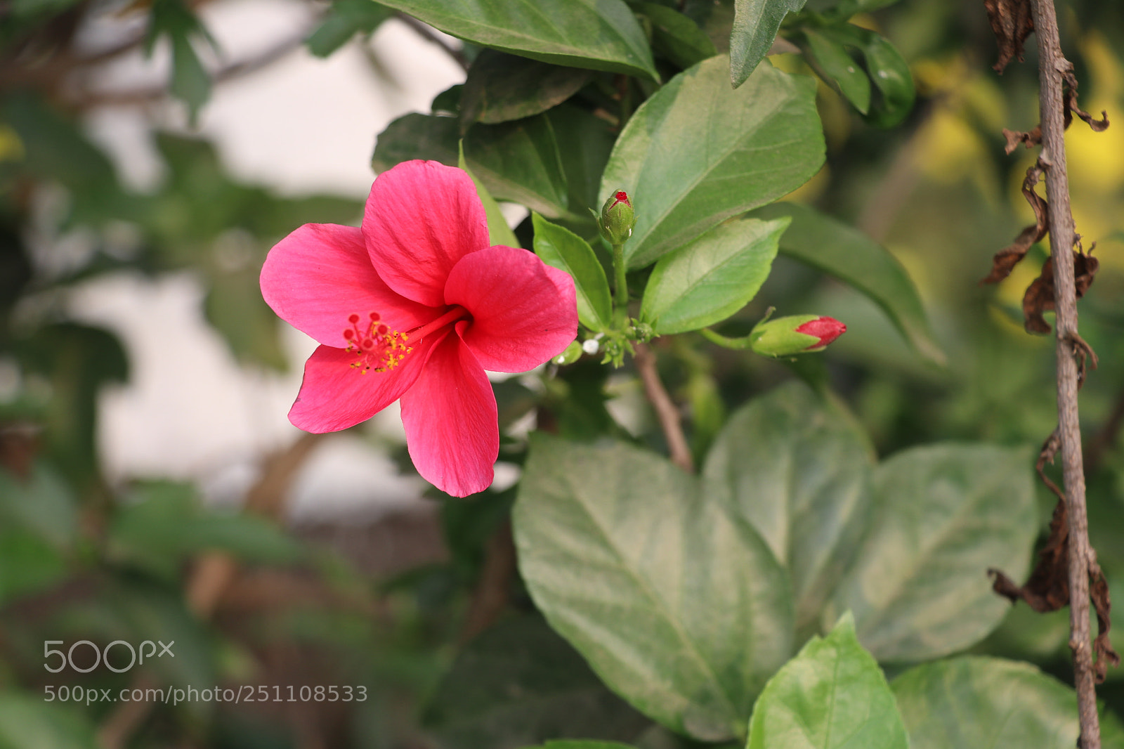 Canon EOS 80D sample photo. Flower photography photography