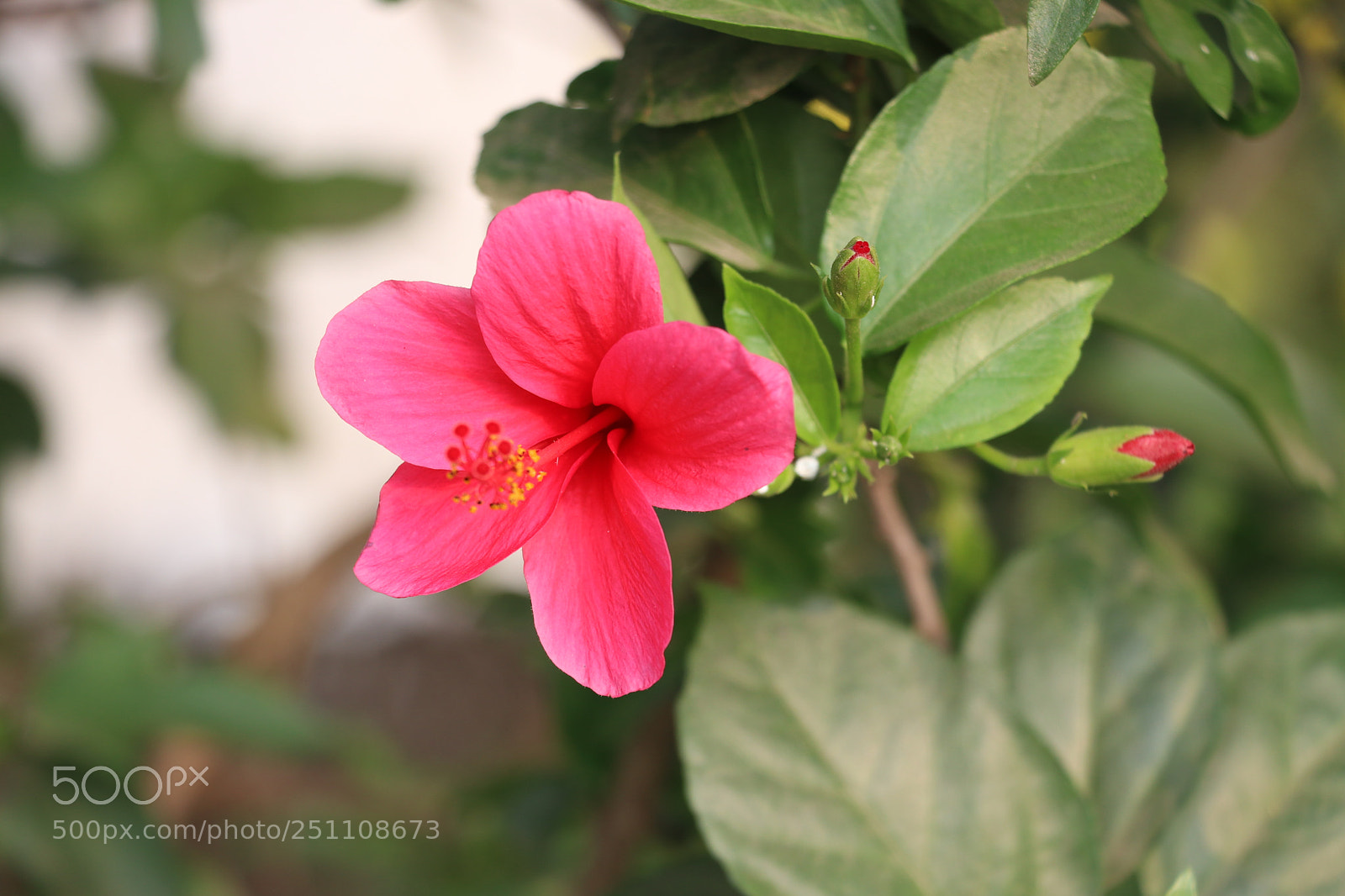 Canon EOS 80D sample photo. Flower photography photography