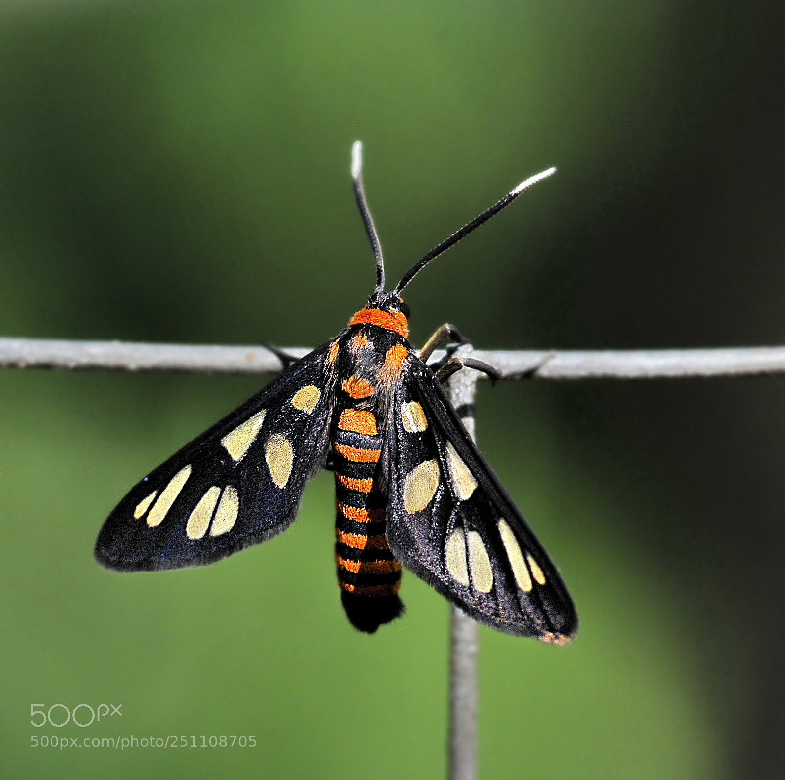 Nikon D300 sample photo. Fly or butterfly photography