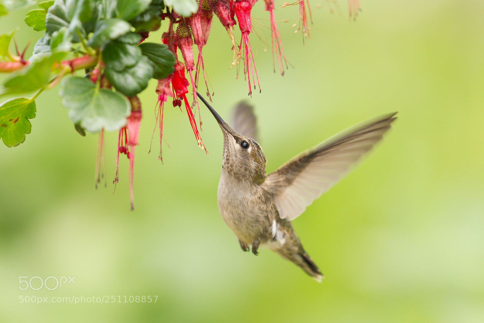 Canon EOS-1D Mark IV sample photo. Female anna's hummingbird in photography
