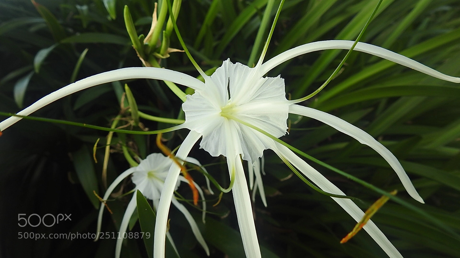 Nikon Coolpix P900 sample photo. Flower  photography