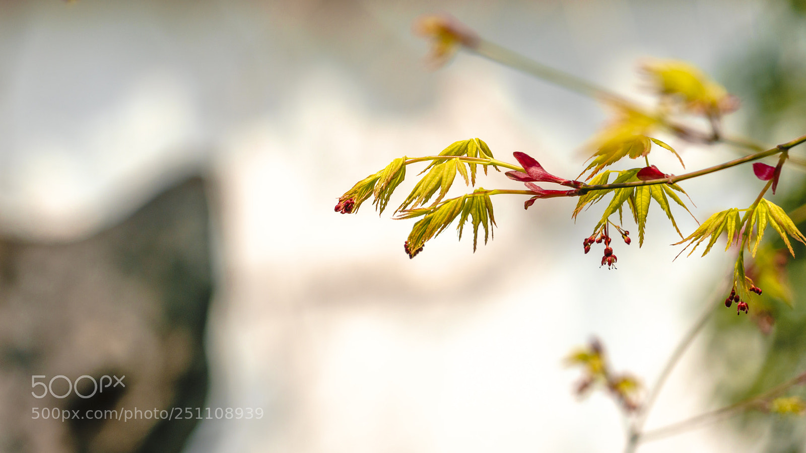 Sony a7R II sample photo. Spring suzhou photography