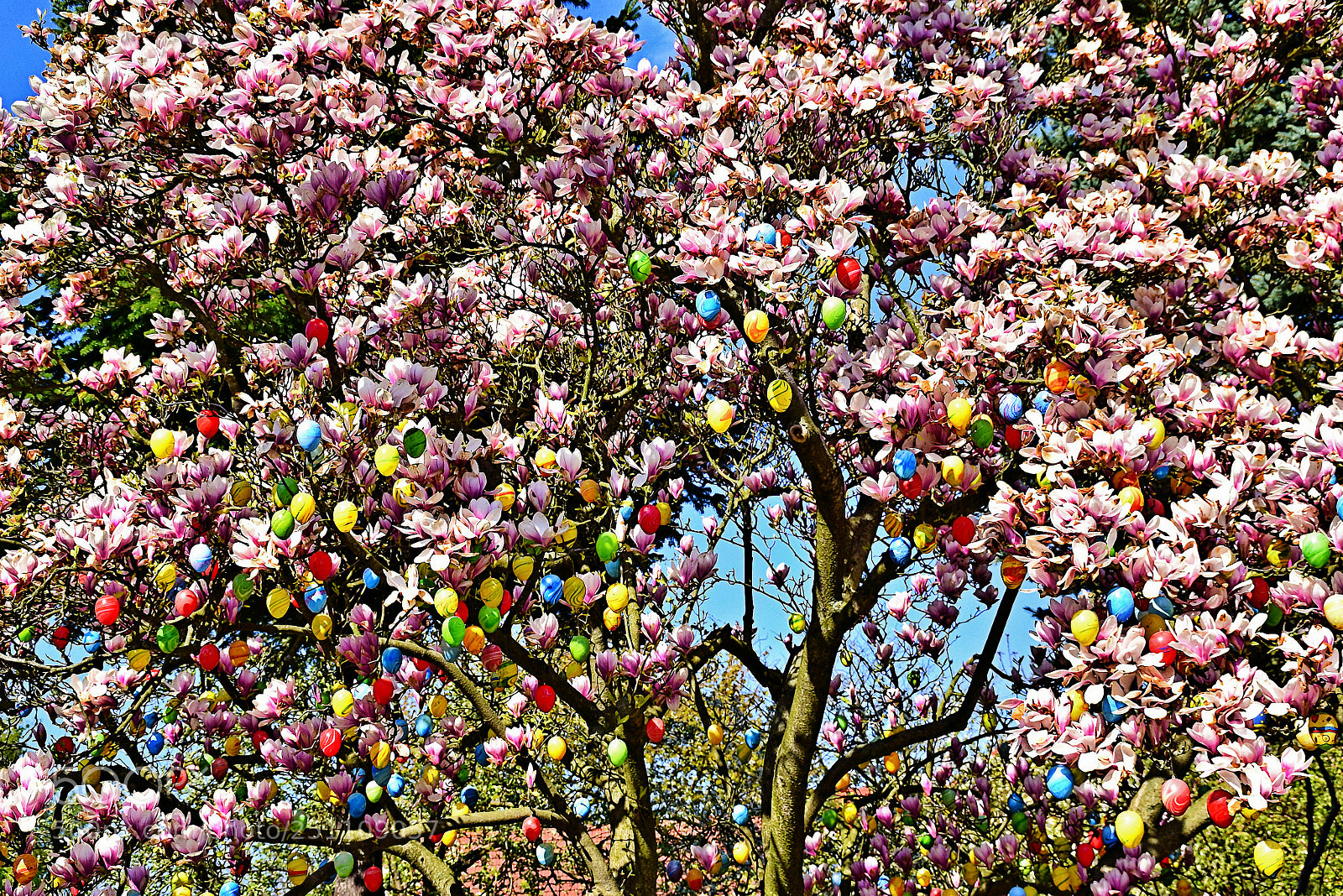 Nikon D5300 sample photo. Easter eggs tree photography