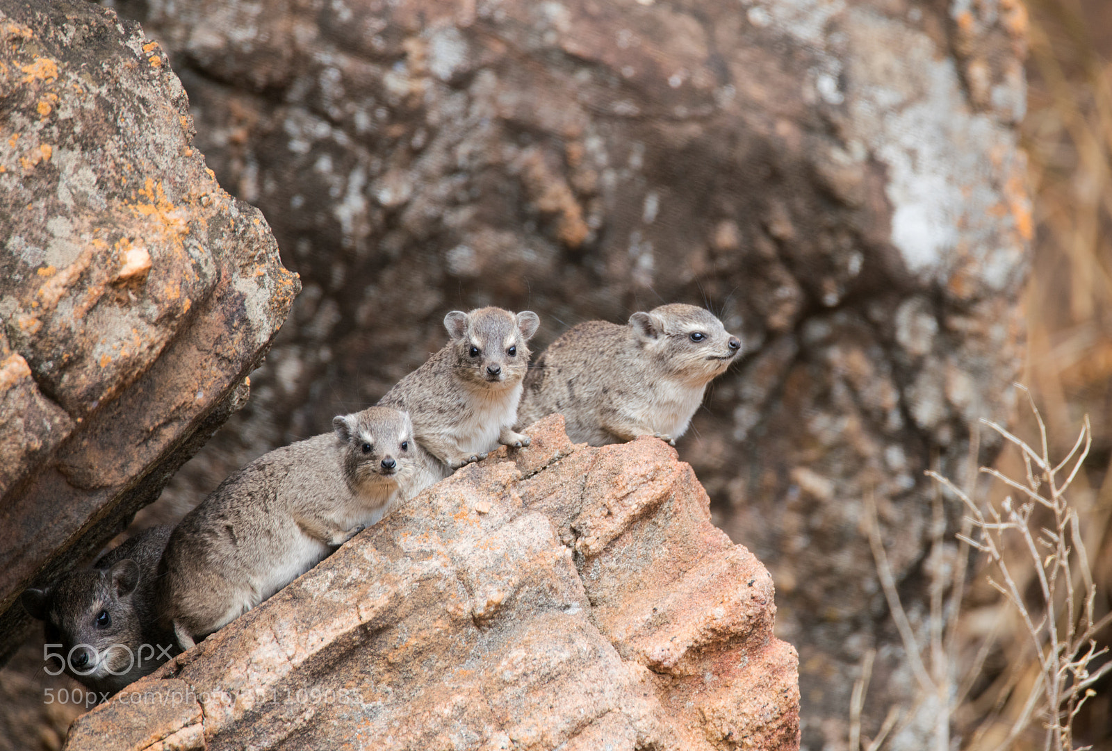 Sony a99 II sample photo. A rock hyrax family photography