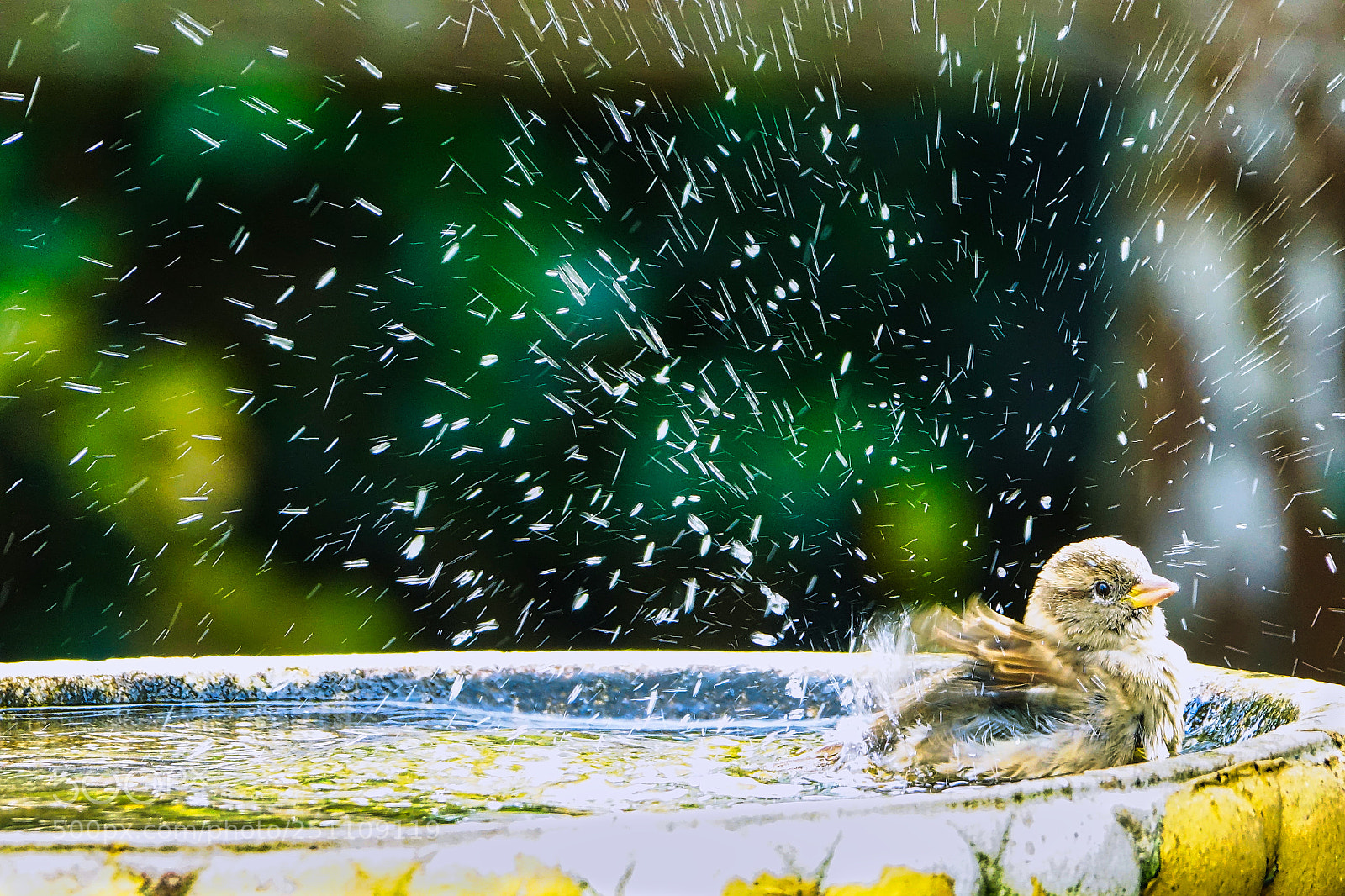 Sony Cyber-shot DSC-RX10 III sample photo. Sparrow splashing in a photography