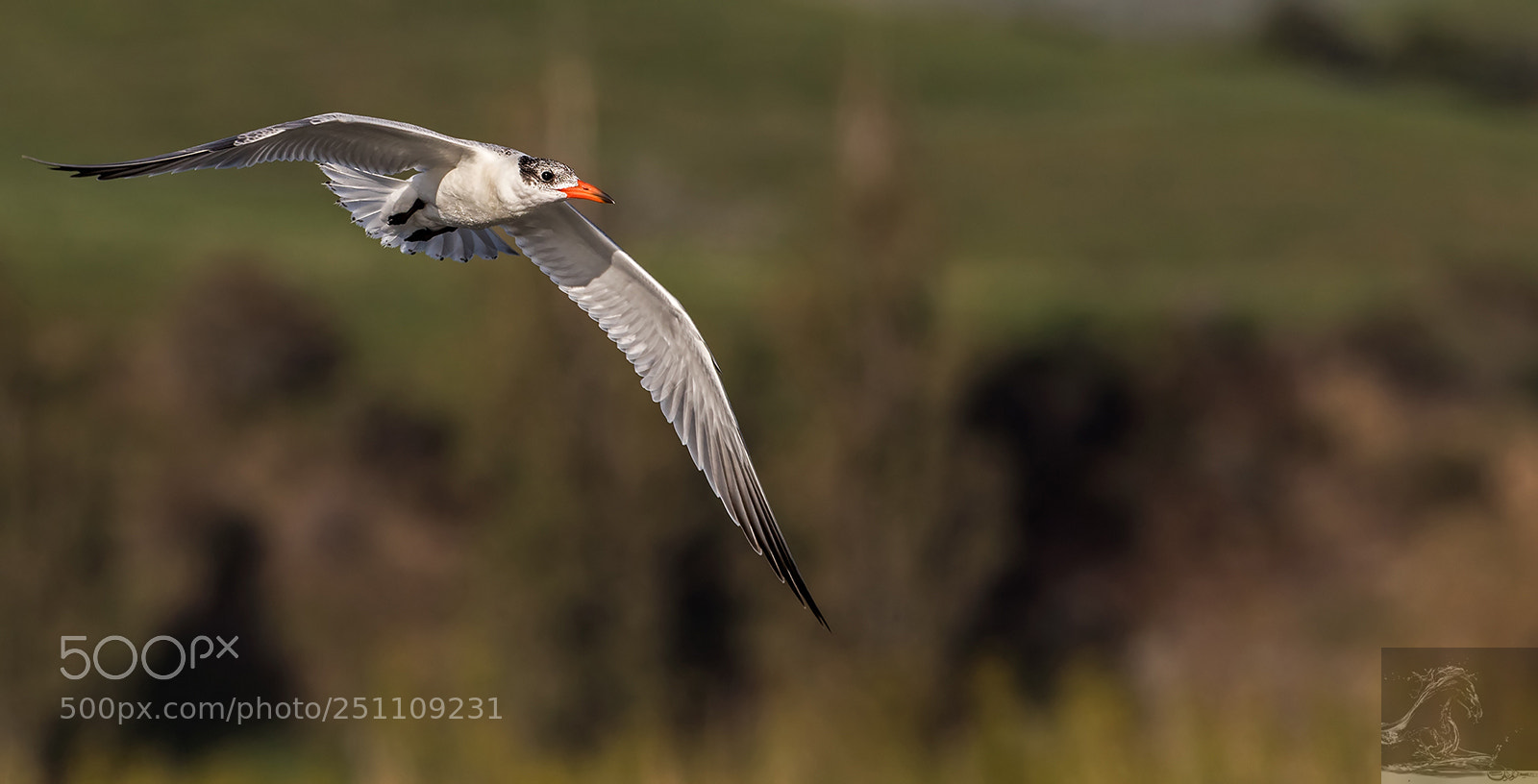Canon EOS 7D Mark II sample photo. Caspian tern 04 photography