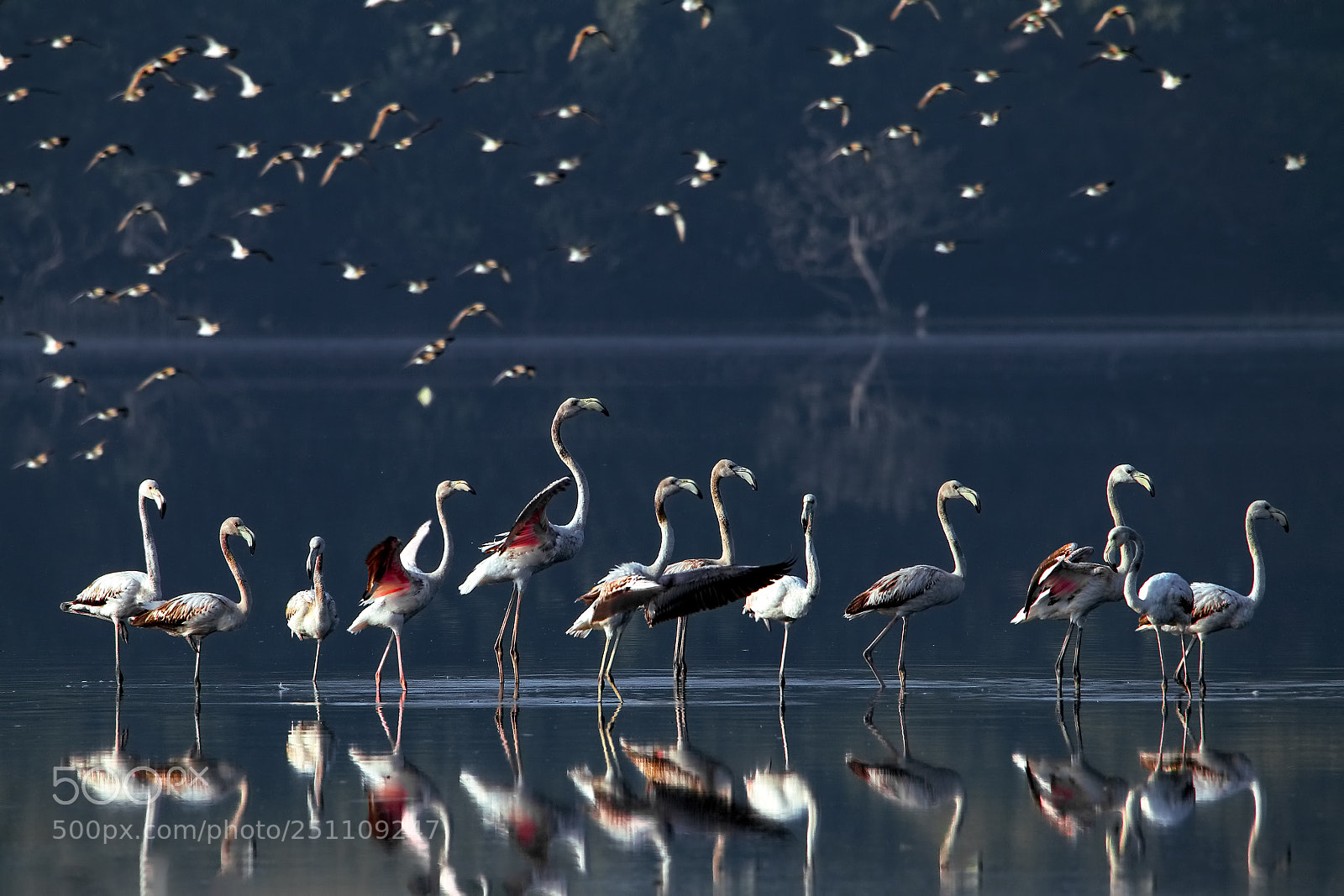 Canon EOS 7D Mark II sample photo. Greater flamingos photography