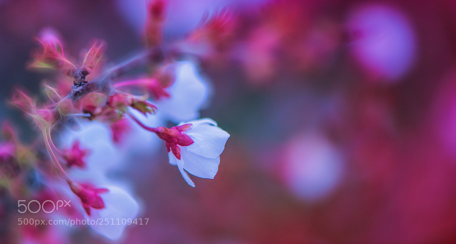 Nikon D850 sample photo. Red , so red photography