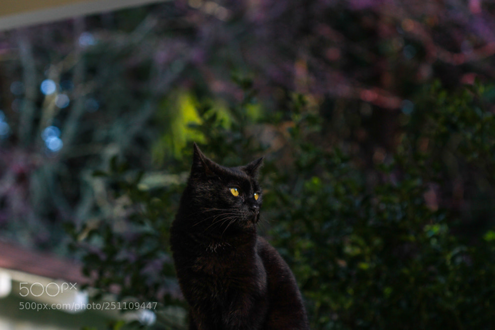 Canon EOS 7D sample photo. Our hero gazes into photography