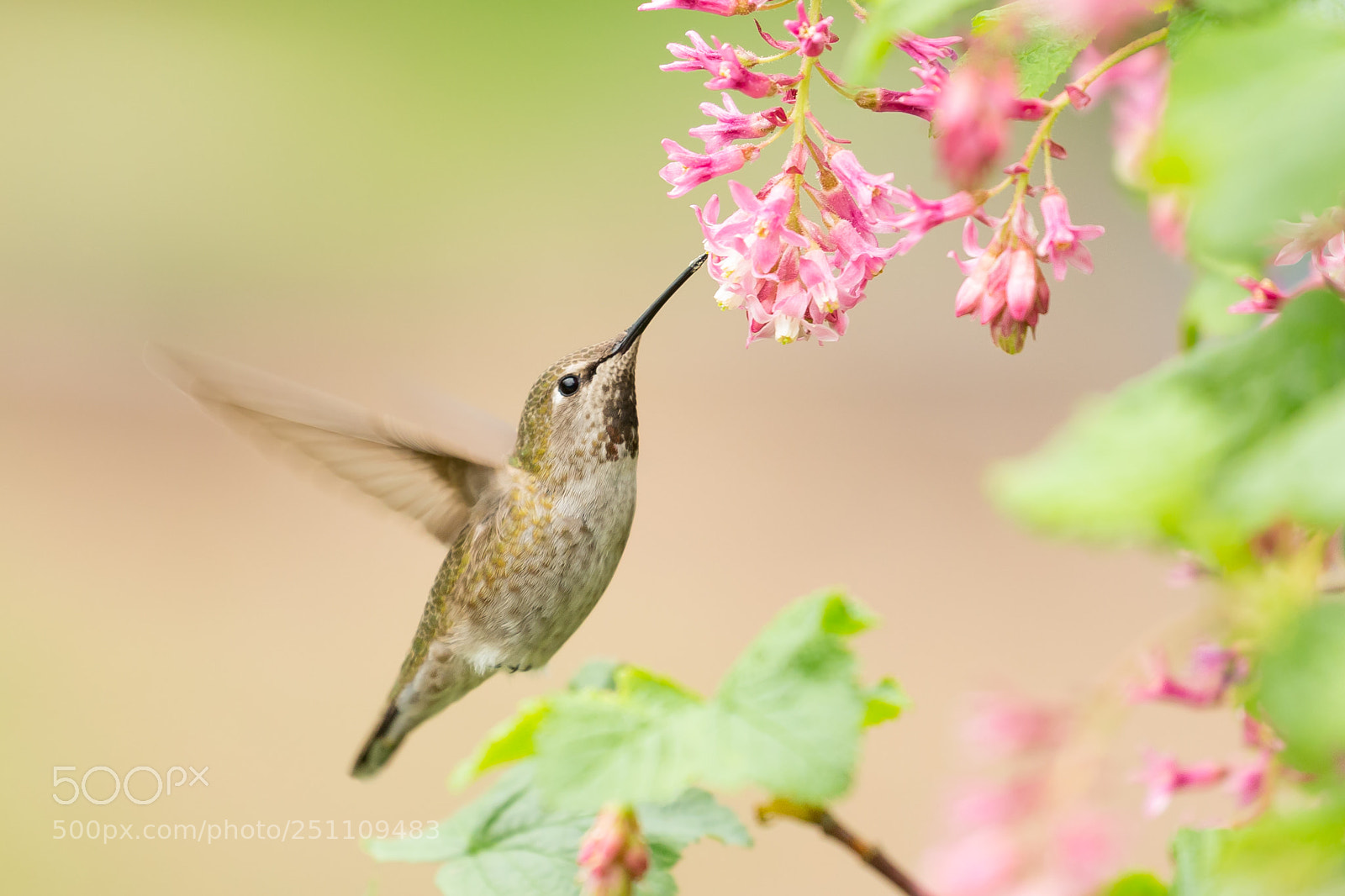 Canon EOS-1D X sample photo. Female anna's hummingbird and photography