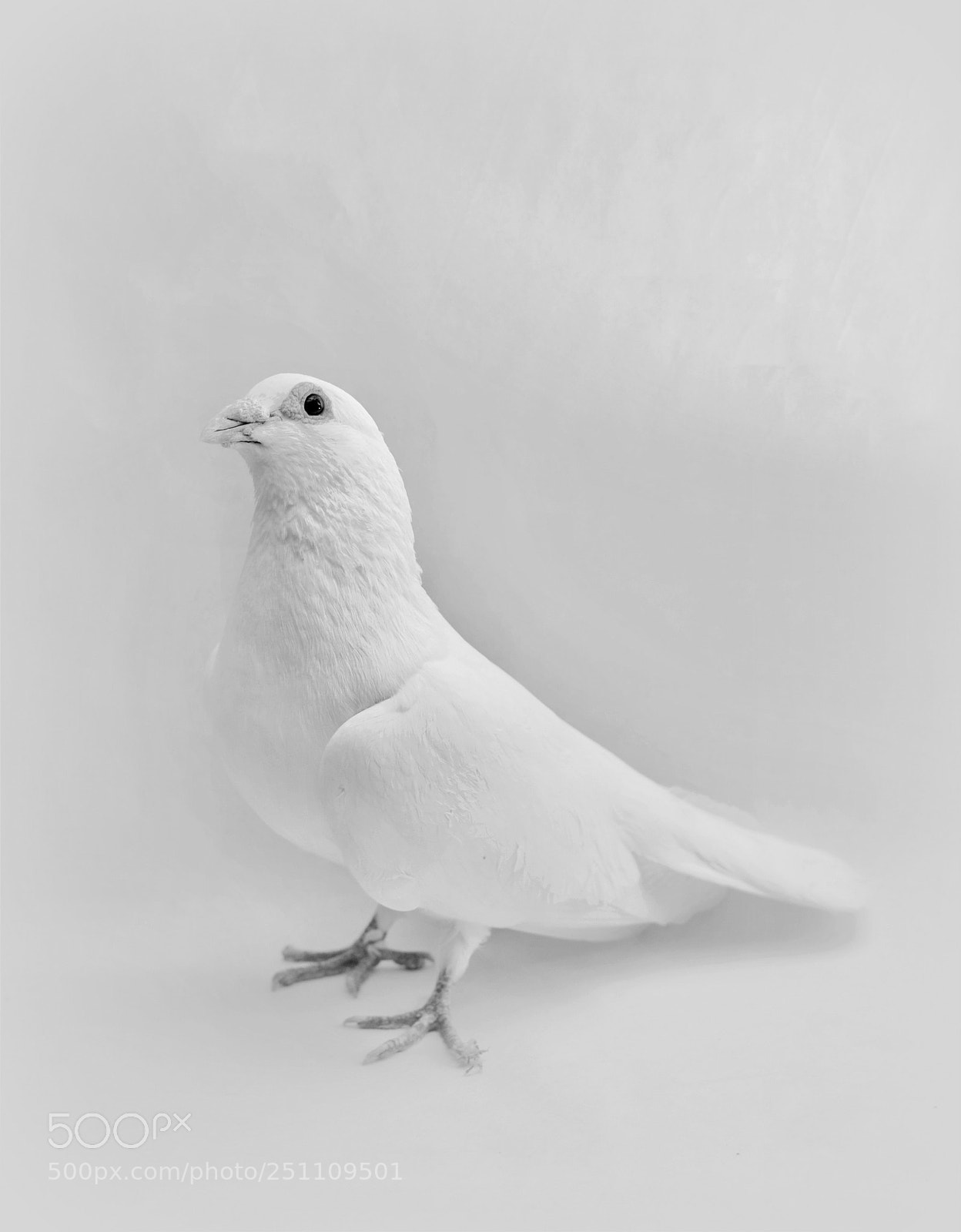 Nikon D3000 sample photo. White racing pigeon photography