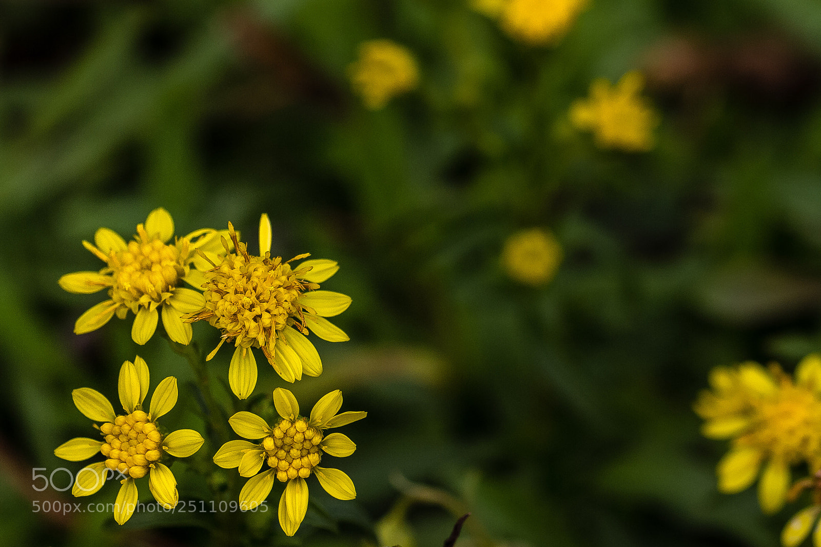 Canon EOS 60D sample photo. Solidago cutleri photography
