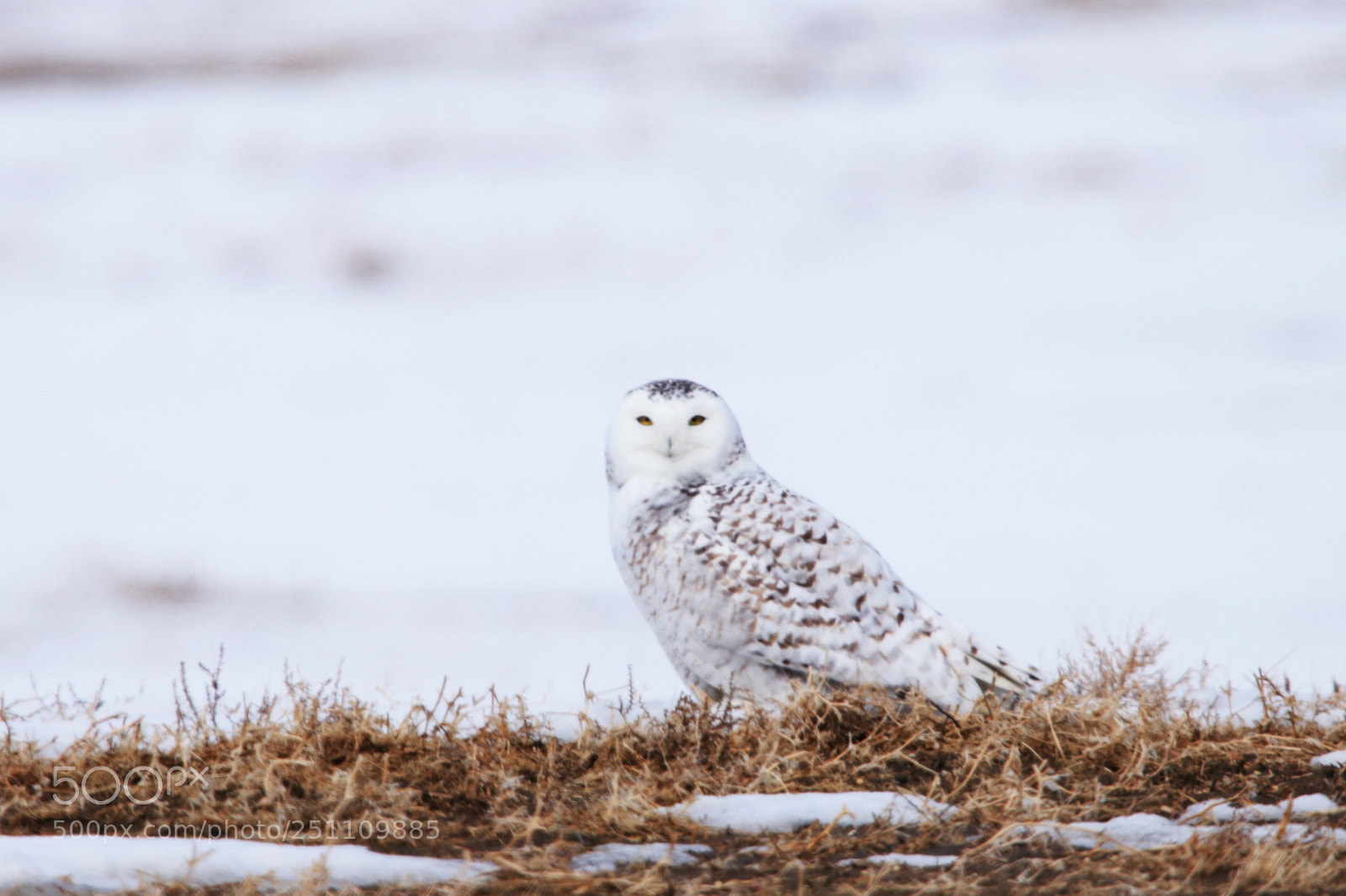 Canon EOS 80D sample photo. Female snowy owl photography