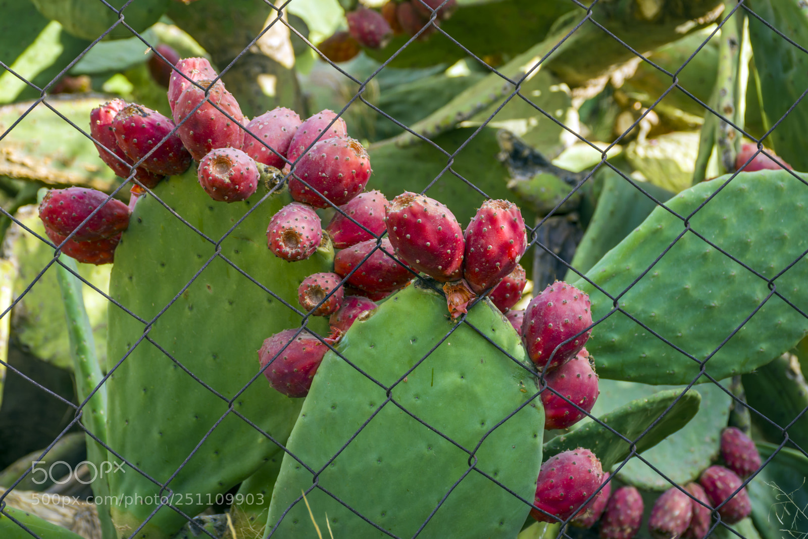 Nikon D7100 sample photo. Prickly pear photography
