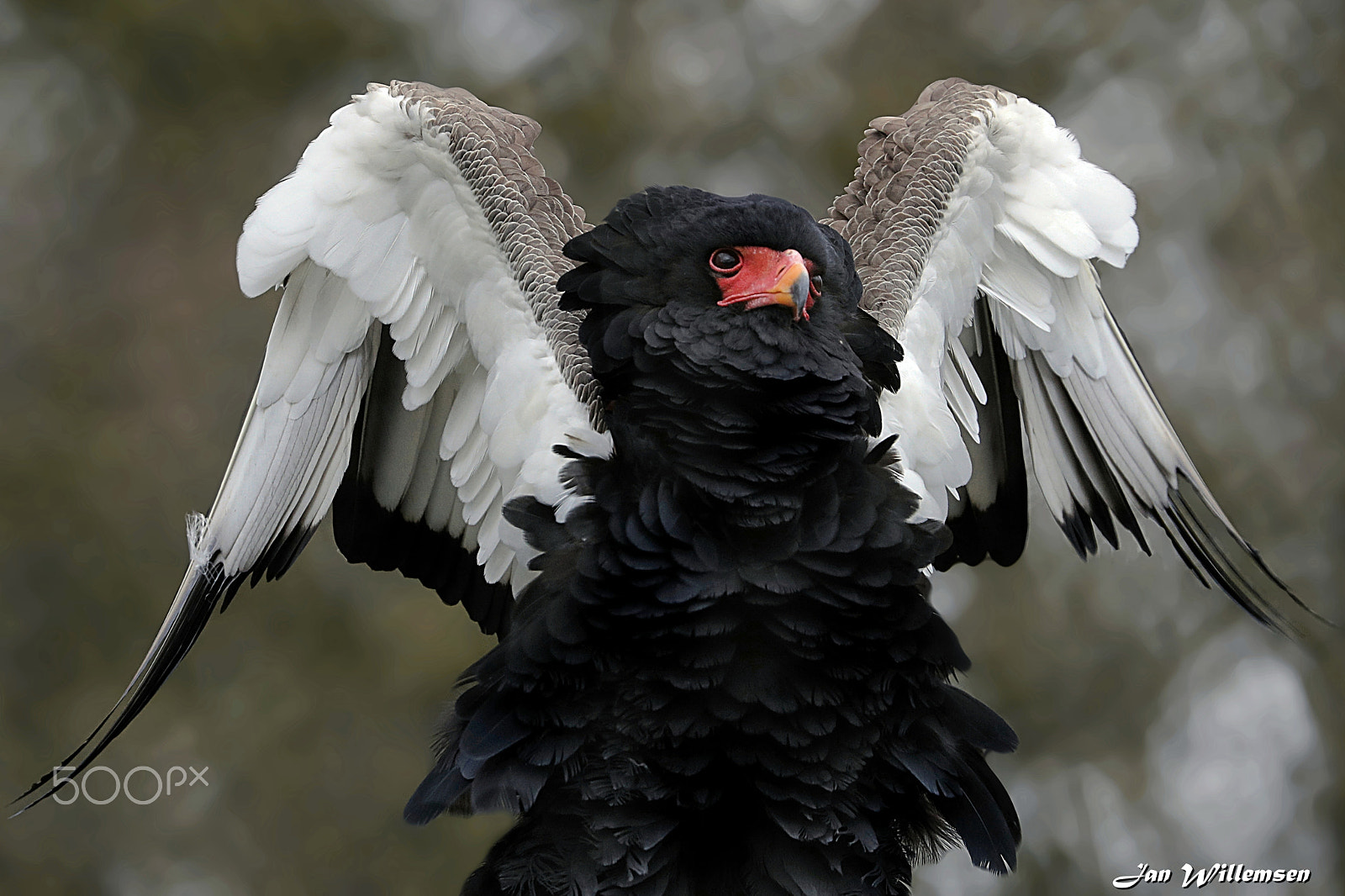 Canon EOS-1D X Mark II + Canon EF 300mm F2.8L IS II USM sample photo. Bateleur photography