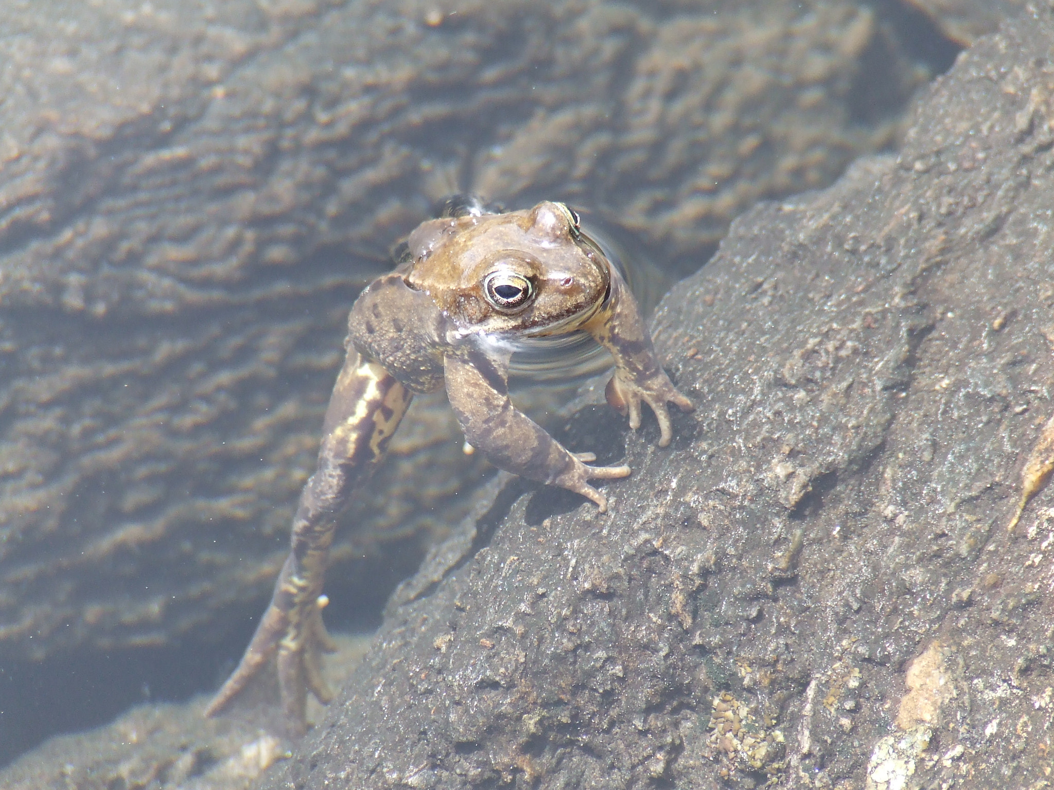 Fujifilm FinePix S5600 sample photo. Frog photography