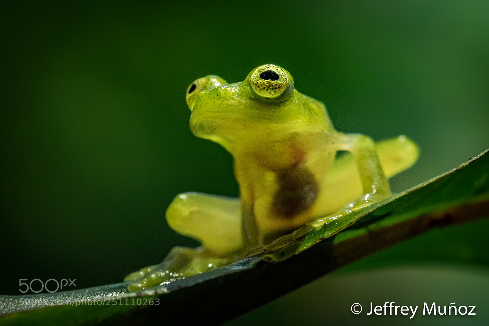 Canon EOS 5D Mark IV sample photo. Glass frog photography