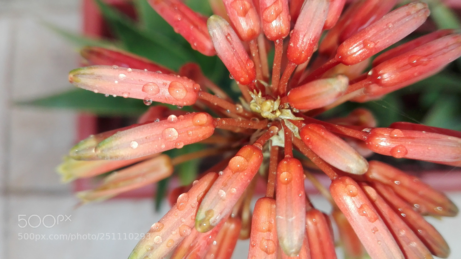 HUAWEI P8 Lite sample photo. ? photography